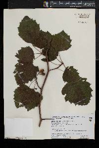 Crataegus pennsylvanica image