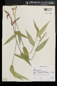 Dichanthelium latifolium image