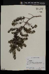 Taxus canadensis image