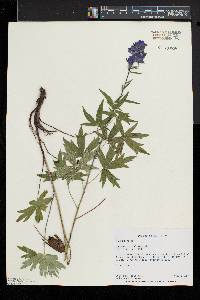 Delphinium exaltatum image