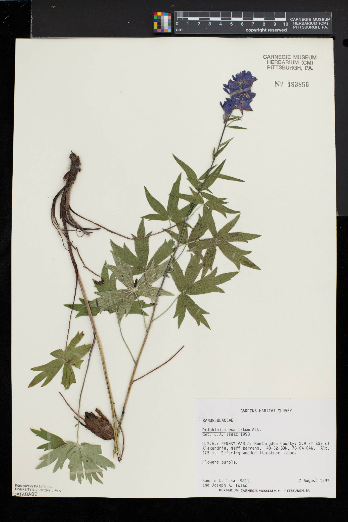 Delphinium exaltatum image