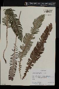 Blechnum nipponicum image