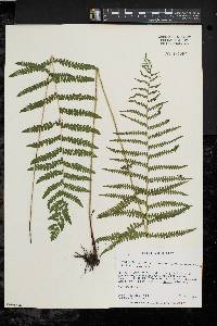 Thelypteris palustris var. pubescens image