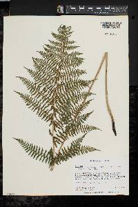 Athyrium filix-femina var. asplenioides image