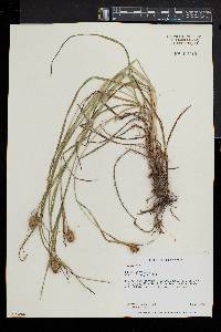 Carex squarrosa image