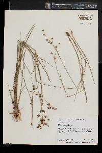 Juncus subcaudatus image