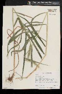 Elymus riparius image