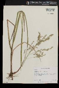 Glyceria canadensis image