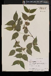 Rhodotypos scandens image