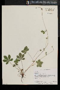 Potentilla canadensis image