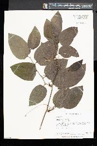 Smilax herbacea image