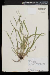 Carex grisea image