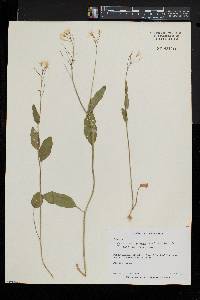 Cardamine bulbosa image