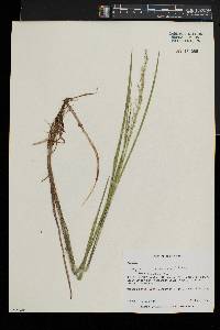 Glyceria canadensis image