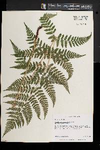 Dryopteris × triploidea image