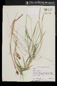 Leersia virginica image