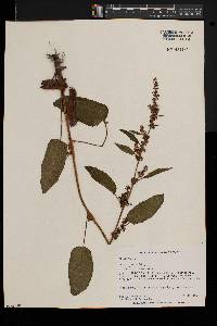 Rumex obtusifolius image