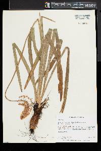 Amianthium muscitoxicum image