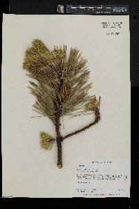 Pinus rigida image