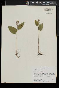 Maianthemum canadense image