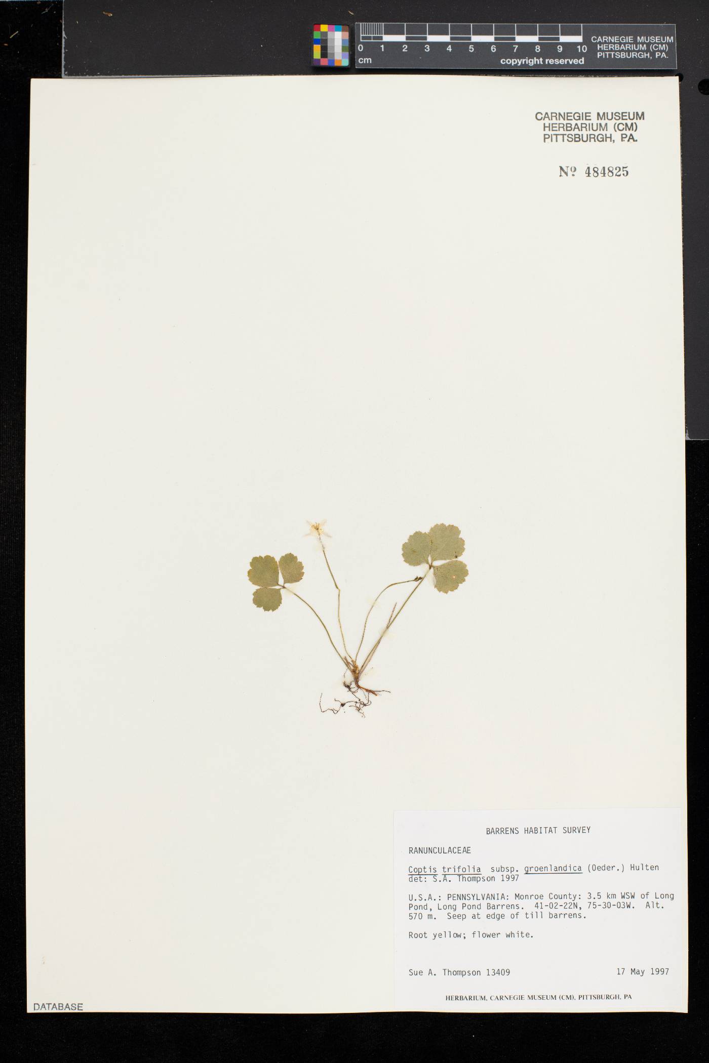 Coptis trifolia subsp. groenlandica image
