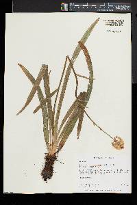 Amianthium muscitoxicum image