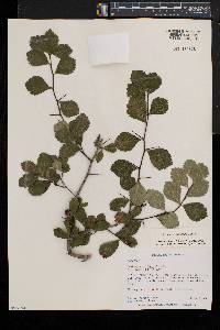 Crataegus uniflora image