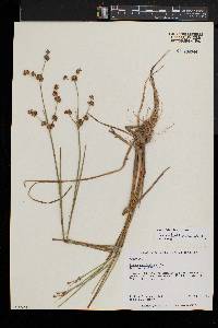 Juncus subcaudatus image