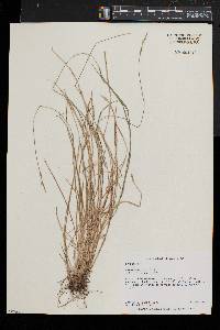 Carex bromoides image