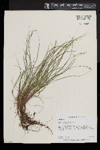 Carex novae-angliae image