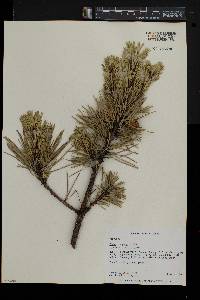 Pinus rigida image