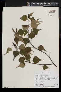 Betula populifolia image