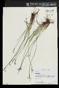 Sisyrinchium mucronatum image