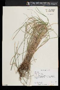 Carex festucacea image