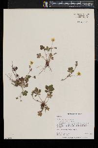 Potentilla canadensis image