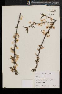 Prunus pensylvanica image