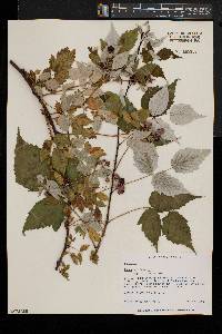 Rubus occidentalis image