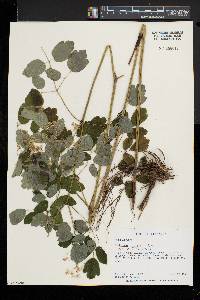 Thalictrum pubescens image