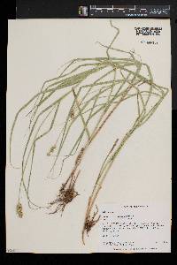 Carex cristatella image