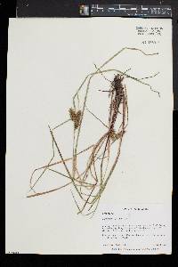 Carex baileyi image