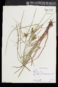 Carex baileyi image