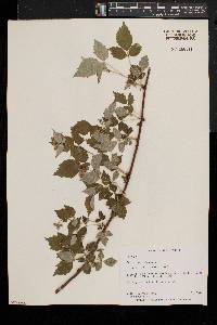 Rubus occidentalis image