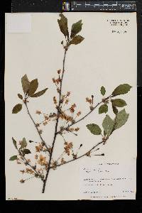 Prunus avium image