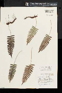 Polypodium appalachianum image