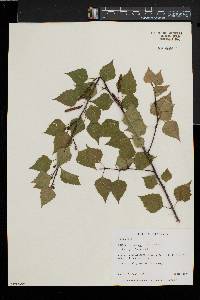 Betula pubescens image