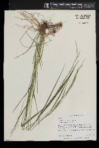 Festuca subverticillata image