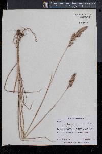 Calamagrostis cinnoides image