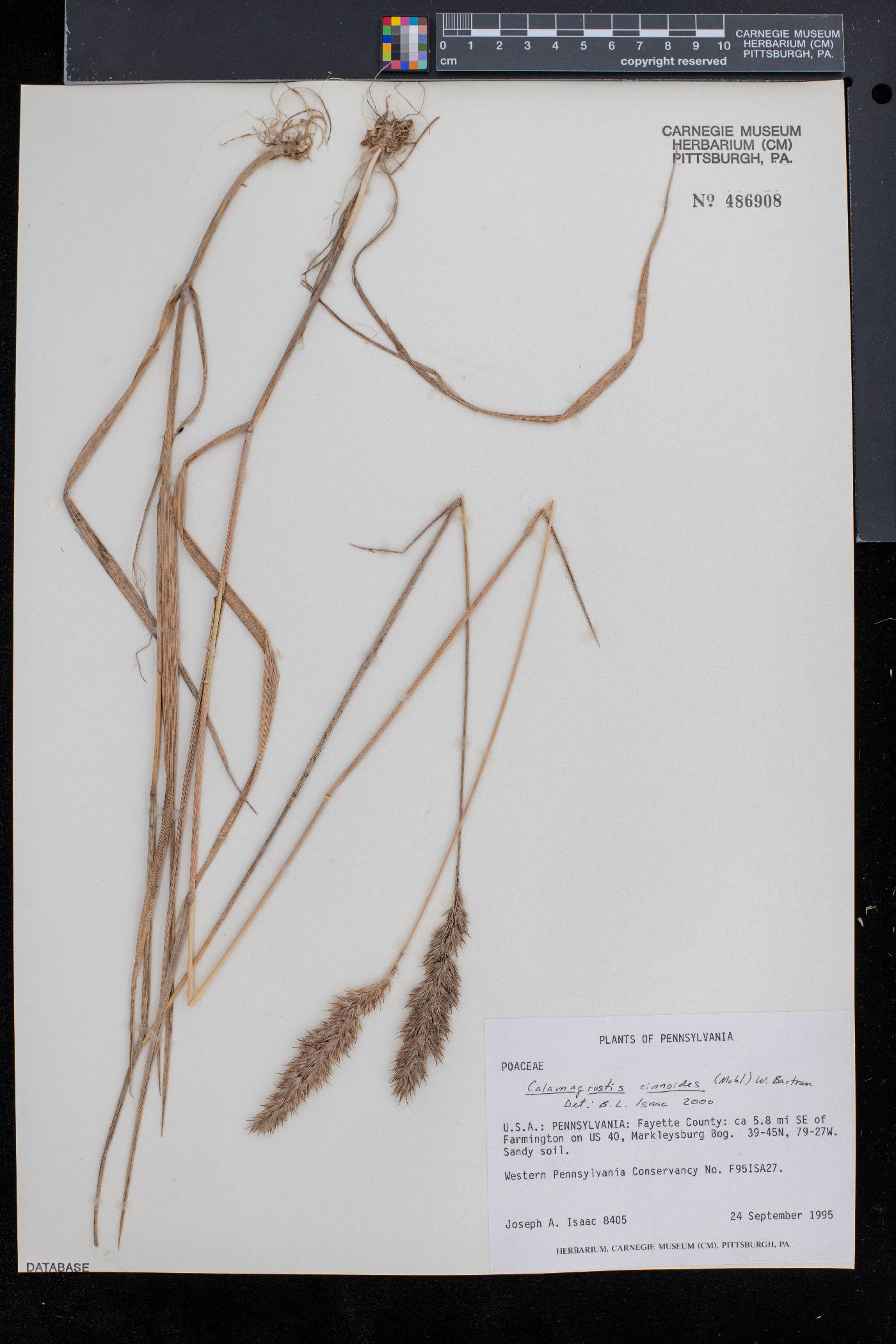 Calamagrostis cinnoides image