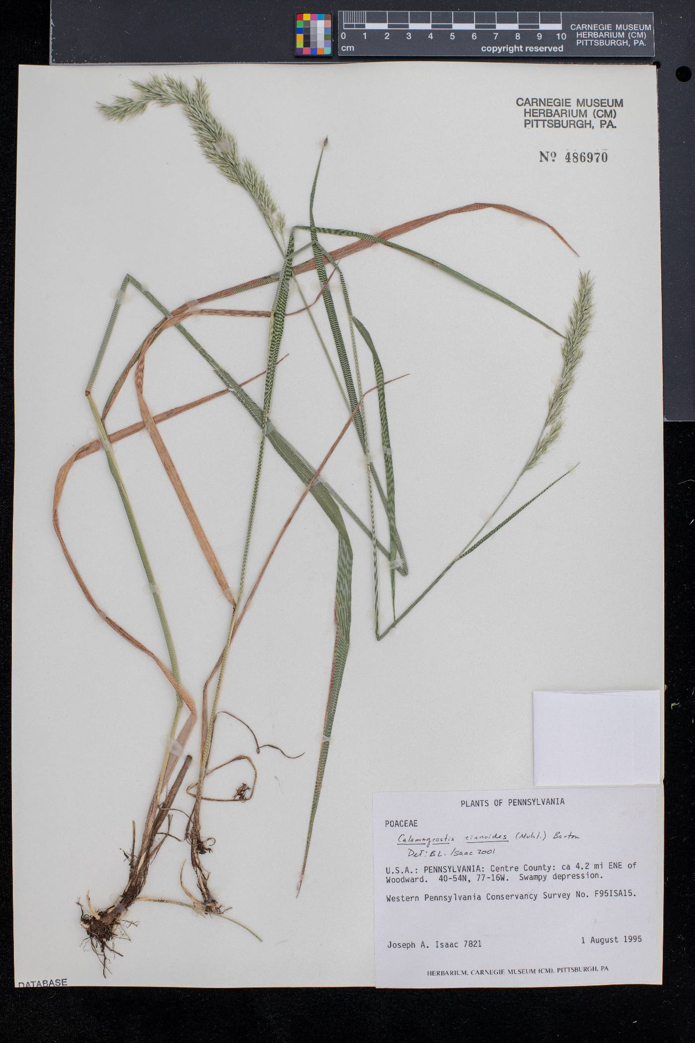 Calamagrostis cinnoides image