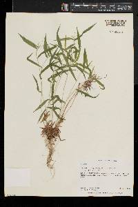 Dichanthelium acuminatum subsp. implicatum image